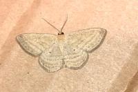 Scopula virgulata