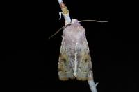 Orthosia incerta