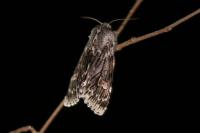 Brachionycha nubeculosa