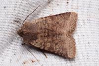Spudaea ruticilla