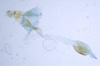 Scoparia ambigualis