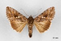 Trichoplusia ni