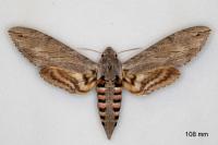 Agrius convolvuli