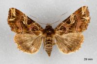 Callopistria juventina