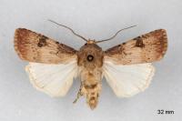 Agrotis puta