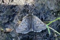 Metaxmeste phrygialis