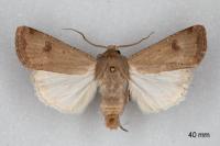 Agrotis trux