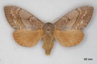 Dendrolimus pini pini