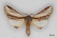Pheosia tremula