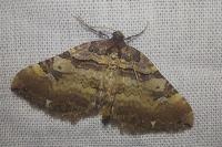 Earophila badiata