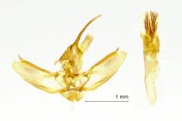 Earophila badiata