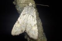Lithophane ornitopus