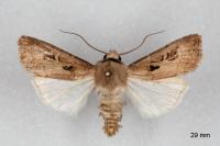 Agrotis exclamationis exclamationis