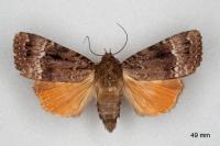 Amphipyra pyramidea