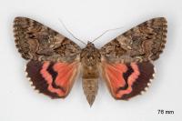 Catocala dilecta