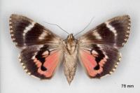 Catocala dilecta