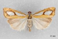 Catoptria pinella