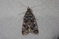 Eudonia truncicolella