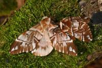 Endromis versicolora