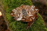 Endromis versicolora