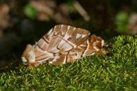 Endromis versicolora