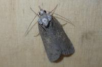Nycteola revayana