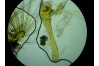 Nycteola revayana