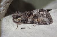 Lacanobia contigua