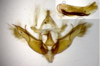 Conistra staudingeri