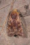 Conistra staudingeri