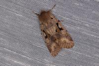 Orthosia gothica