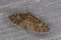 Eupithecia abbreviata