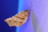 Selenia dentaria