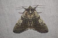 Achlya flavicornis