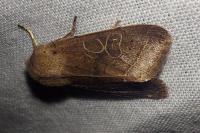 Orthosia cerasi