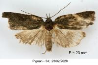 Nycteola columbana