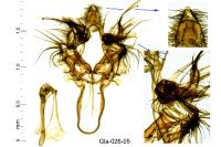 Nycteola columbana