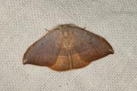 Watsonalla uncinula