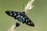 Syntomis phegea ligata