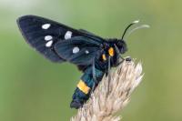 Syntomis phegea ligata