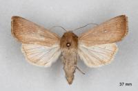 Leucania obsoleta