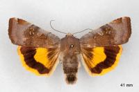 Noctua janthe