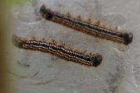 Malacosoma neustria