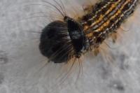 Malacosoma neustria