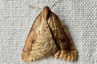 Theria primaria