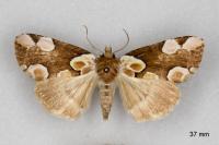 Thyatira batis