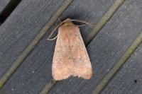 Orthosia cruda