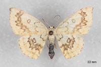 Cyclophora annularia