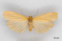 Katha depressa