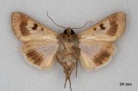 Helicoverpa armigera